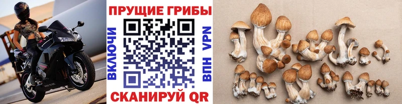 Галлюциногенные грибы Psilocybine cubensis наркота Славск